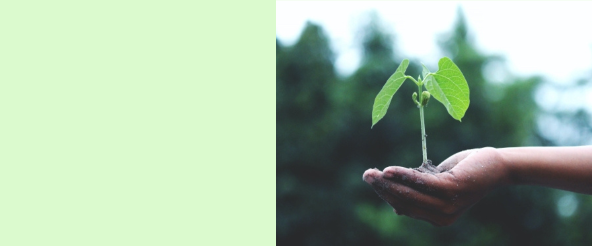 Bio Stimulants for Organic Farming